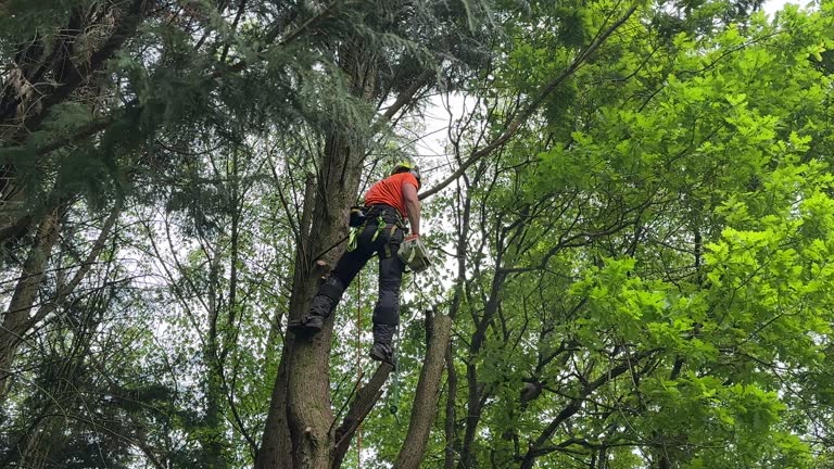 Best Tree Maintenance Programs  in Beach Park, IL